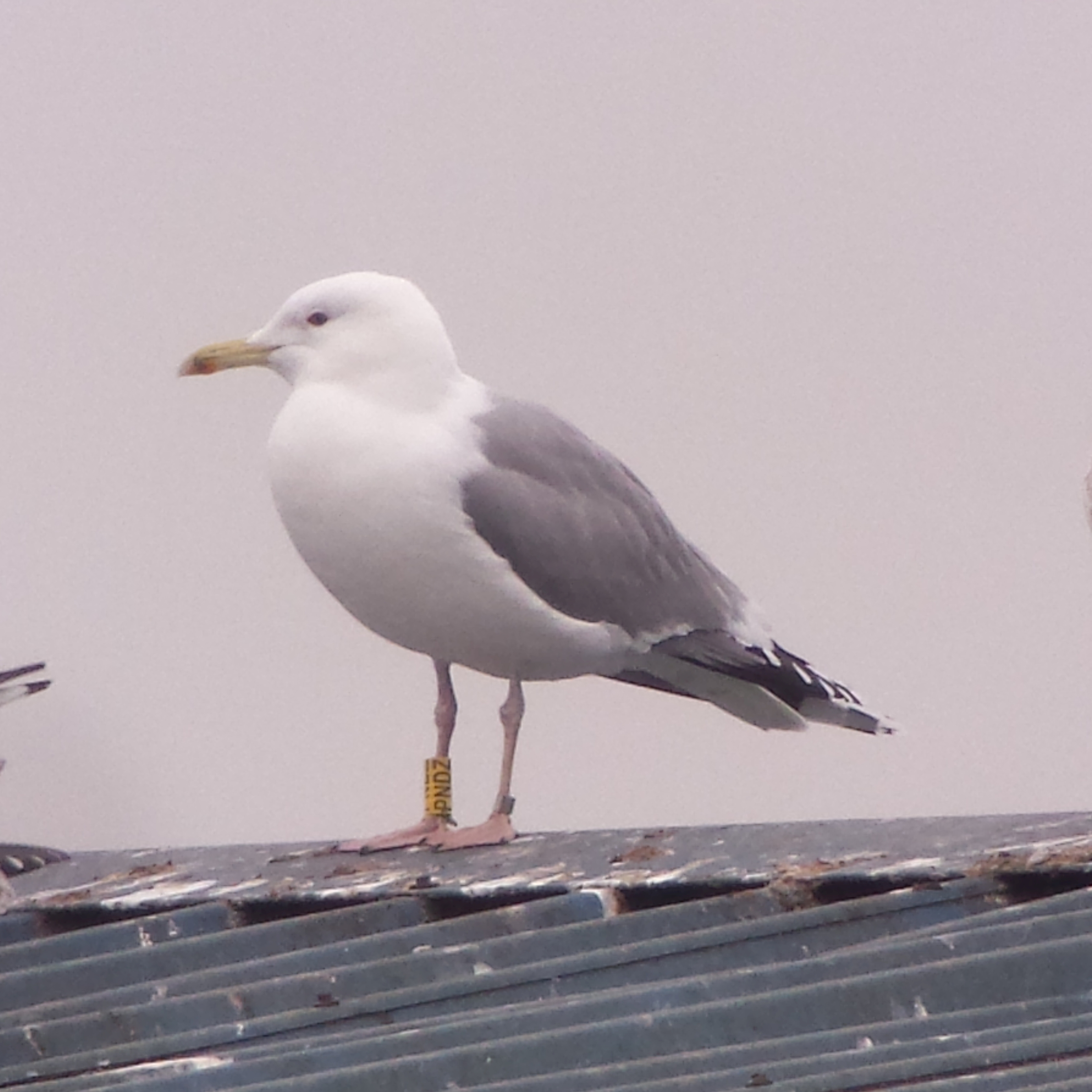 Caspian Gull BTO British Trust for Ornithology